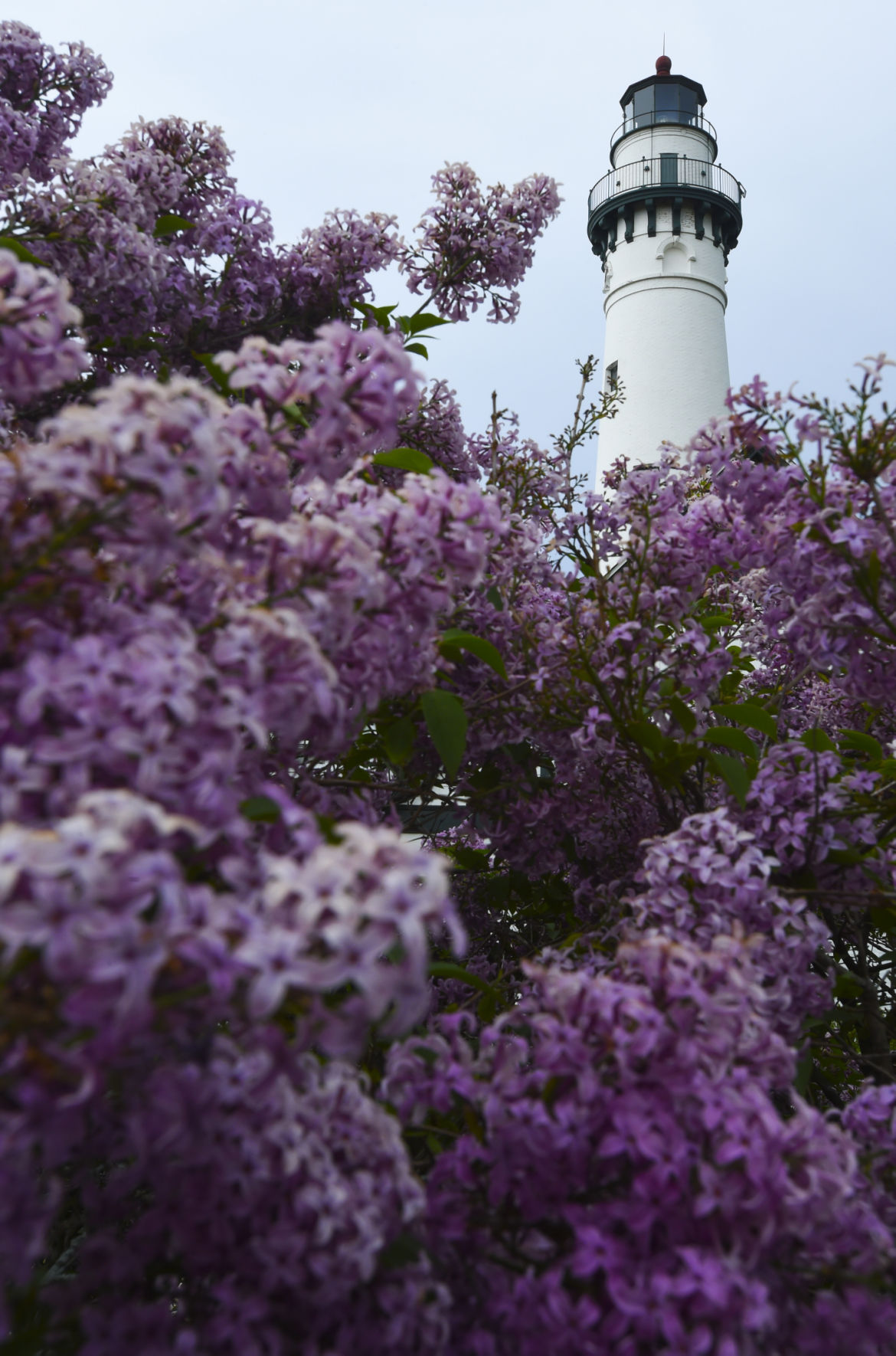 Lilacs and Lighthouse
